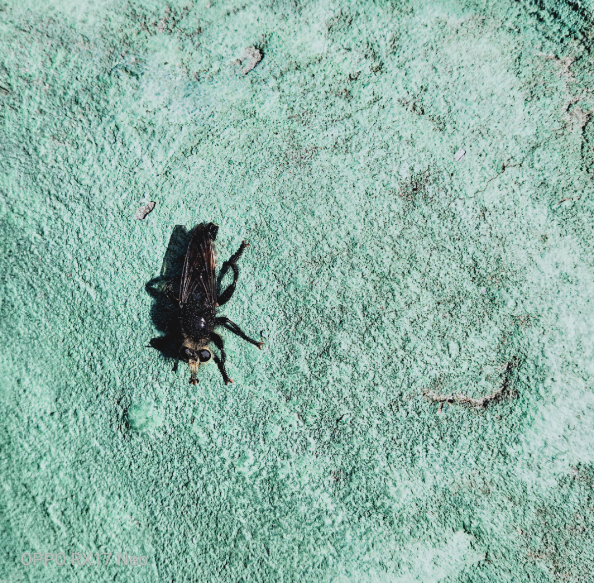 observation image